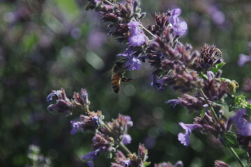 honey bee flying to the lavender