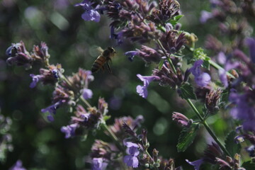 honey bee flying to the lavender