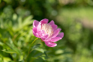 初夏のローズガーデンに咲くバラの花