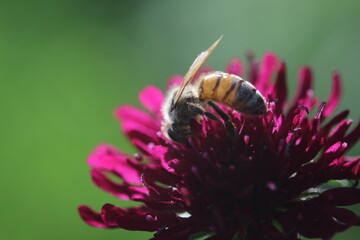 Honey bee Apis mellifera on a red flower with many petals