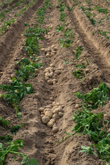 Harvesting fresh organic potatoes in the fields, raw potatoes.