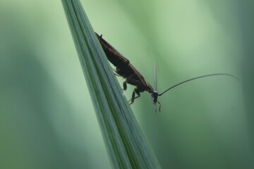 black insect sitting on a leaf
