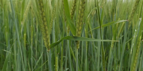 green grass in the wind