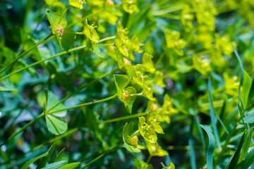 Bright green grass close up, macro shot, selective focus, blurred image.