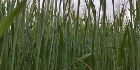 green grass background