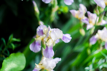 Irises flowers close up, macro shot, selective focus