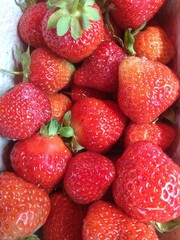 strawberries on a white background