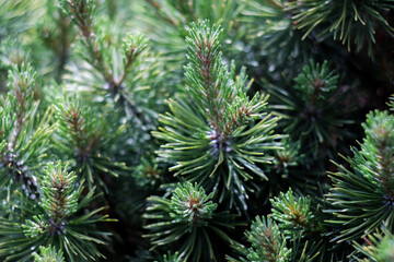 Fototapeta na wymiar Christmas green tree’s branches close up, macro shot, selective focus