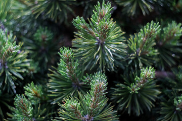 Christmas green tree’s branches close up, macro shot, selective focus