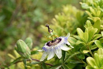 Closeup of passion fruit flower in summer garden/ Passiflora flower white and purple with green...