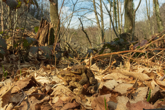 maschio e femmina di rospo comune in accoppiamento