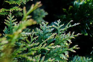 White cedar close up, small water drops, macro shot, selective focus
