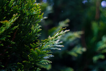 White cedar close up, small water drops, macro shot, selective focus
