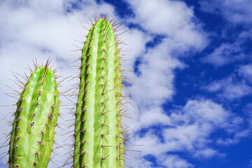 美しい雲と澄んだ青い空と2つの並ぶサボテン