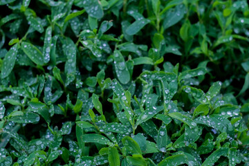 Bright green grass with raindrops close up, macro shot, selective focus
