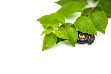 Black julida on the leaf close up. 