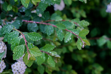 Leaves with flowers with  water drops close up, macro shot, selective focus