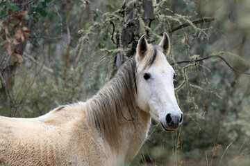  Brumby eating grass in Alpine National Park, Victoria, Australia