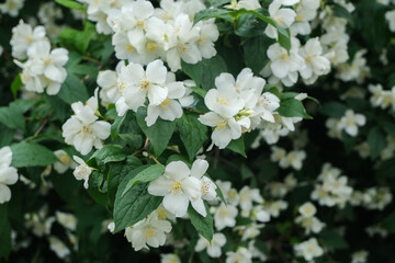 Jasmine flowers close up, macro shot, selective focus.