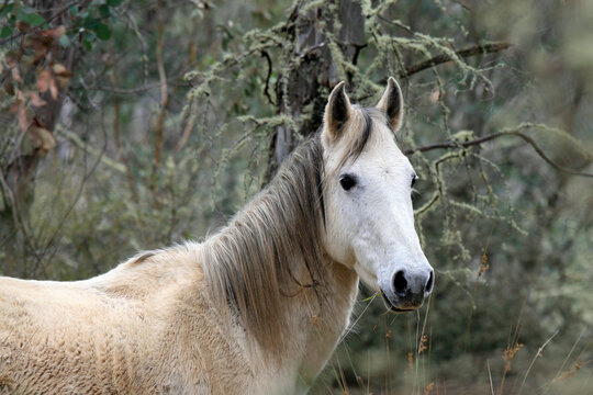  Brumby eating grass in Alpine National Park, Victoria, Australia