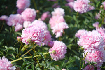 Pink peonies, peony texture, floral background © reddish
