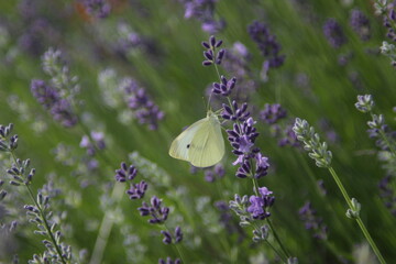 white butterfly or Cabbage White Pieris rapae on lavenders