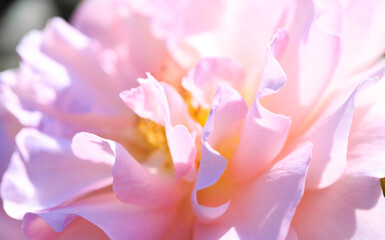 Roses. Delicate background with blooming rose flowers.