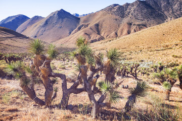 Joshua tree