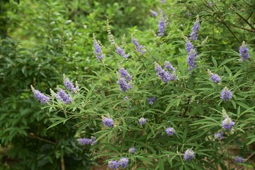Chaste tree is a Lamiaceae deciduous tree, and blooms pale purple flowers with panicles from July to September.