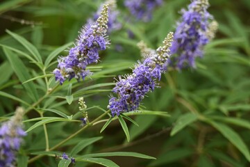 Chaste tree is a Lamiaceae deciduous tree, and blooms pale purple flowers with panicles from July to September.