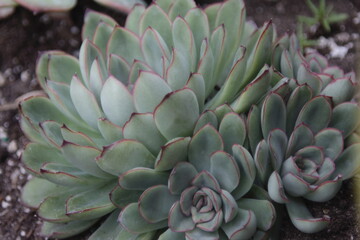 Echeveria cactuses with red edges