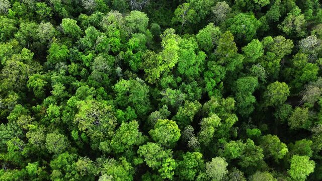 Aerial view of  dipterocarp forest, whose general characteristics are sparse forests Arid area Sandy loam, gravel or gravel