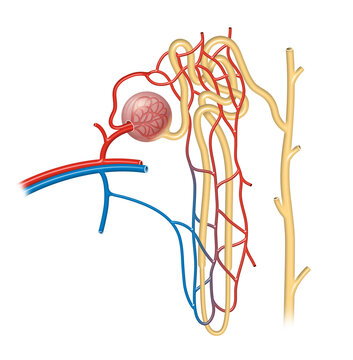 Structure of Nephron