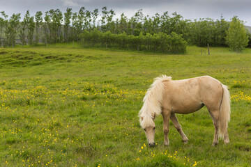 Summer scene of Icelandic white horse in big green field, Summer Iceland.