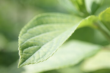 green leaves in natural lighting condition