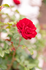 初夏のローズガーデンに咲くバラの花