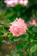 初夏のローズガーデンに咲くバラの花