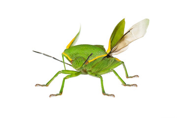 Bug Green stink bug Chinavia hilaris