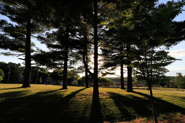 sunset and shadow of trees in the park in summer Michigan