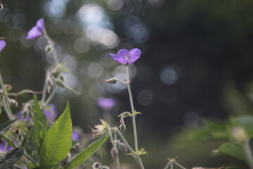 Purple flower Anemone in natural lighting condition