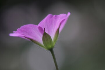 Naklejka premium purple flower anemone 