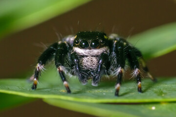 Black jumping spider sitting on a leaf super macro shot