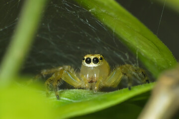 Ultra macro shot of a yellow jumping spider with webs in the background. Sitting on a green leaf