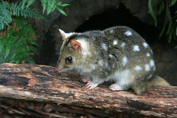 Eastern Quoll sitting on log in Tasmania, Australia