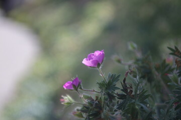 Obraz premium beautiful purple flower