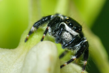 Black jumping spider sitting on a leaf super macro shot
