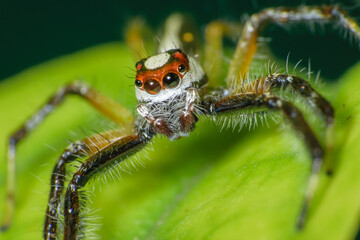 Close up macro shot of the head of a jumping spider sitting on a green leaf