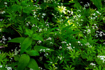 colorful flowers and green grass on the plain