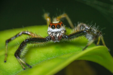 Close up macro shot of the head of a jumping spider sitting on a green leaf