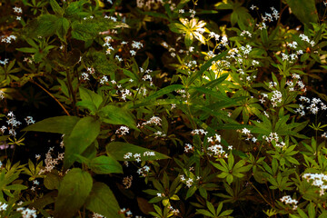 colorful flowers and green grass on the plain